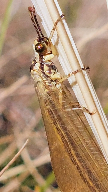 Myrmecaelurus trigrammus - hangyafarkas