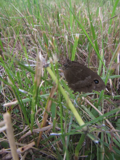 Minois dryas - fekete szemeslepke