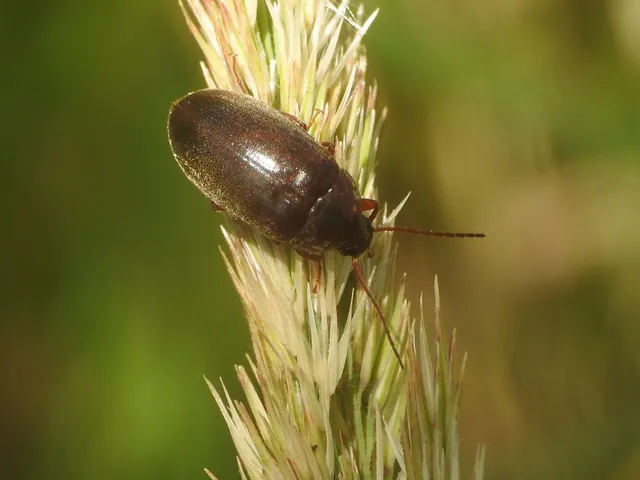 Hymenalia rufipes - rőtlábú alkonybogár