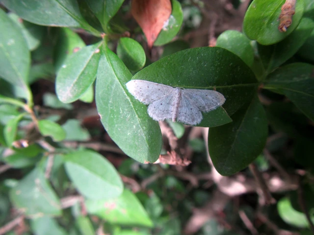 Idaea seriata - szürke apróaraszoló