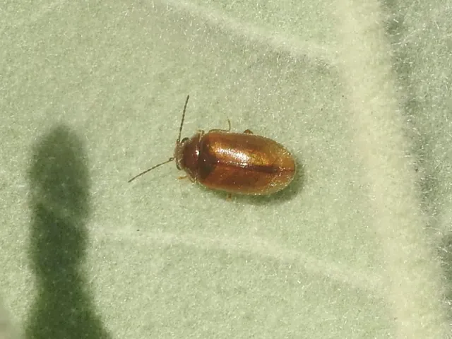 Scirtidae - rétbogárfélék