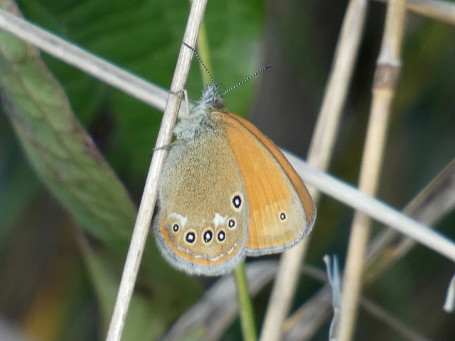 Coenonympha glycerion - közönséges szénalepke