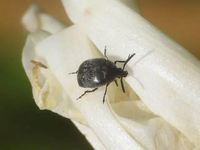 Spermophagus