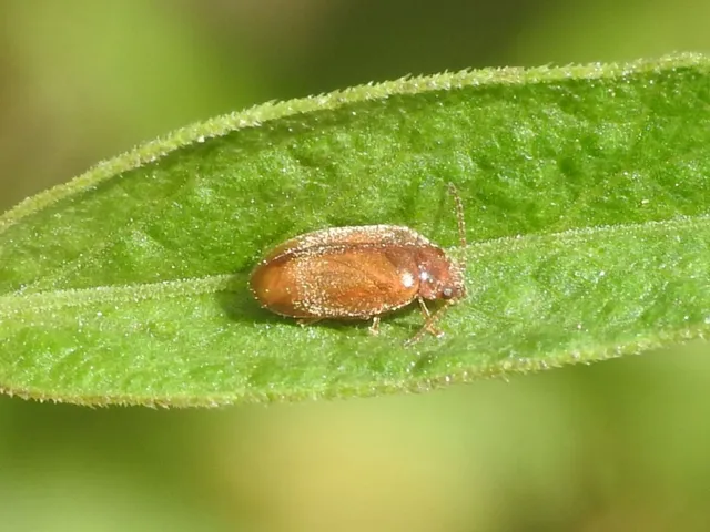 Scirtidae - rétbogárfélék