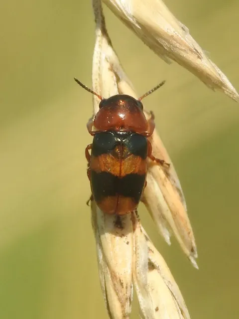 Coptocephala unifasciata - sárgalábú hullóbogár