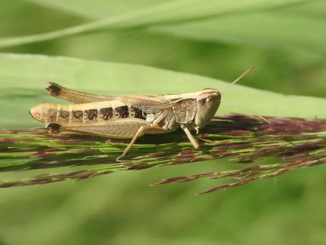 Pseudochorthippus parallelus - közönséges rétisáska