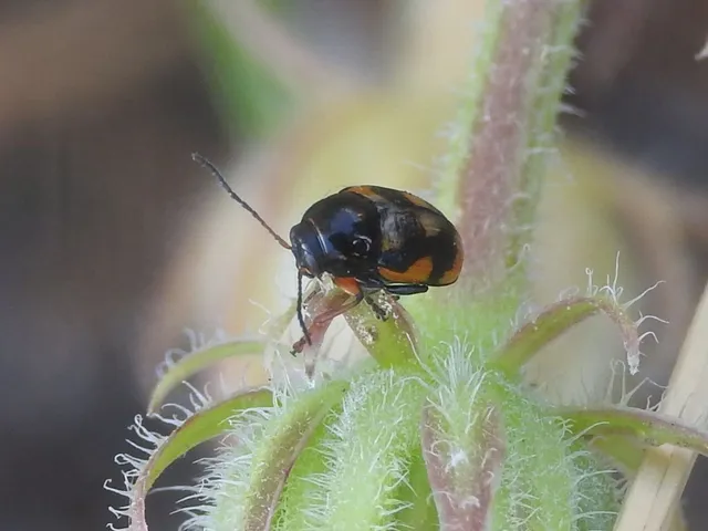 Cryptocephalus anticus - réti zömökbogár