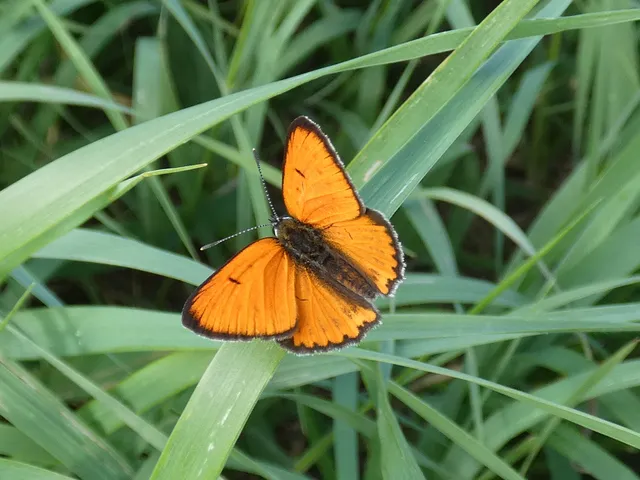 Lycaena dispar rutilus - nagy tűzlepke