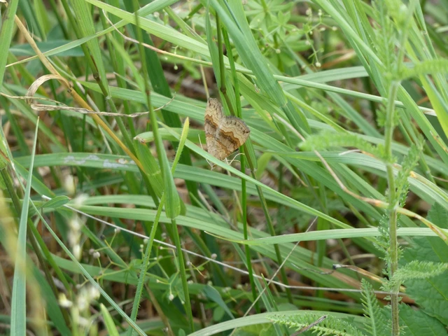 Scotopteryx chenopodiata - libatop-araszoló