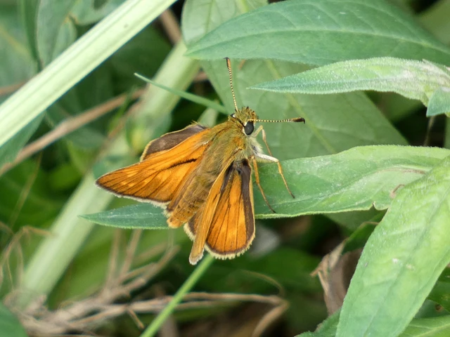 Ochlodes sylvanus - erdei busalepke