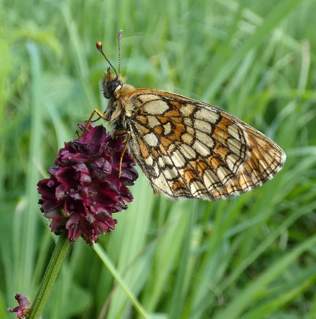Melitaea athalia - közönséges tarkalepke