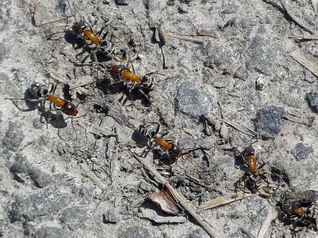 Liometopum microcephalum - tölgyfahangya