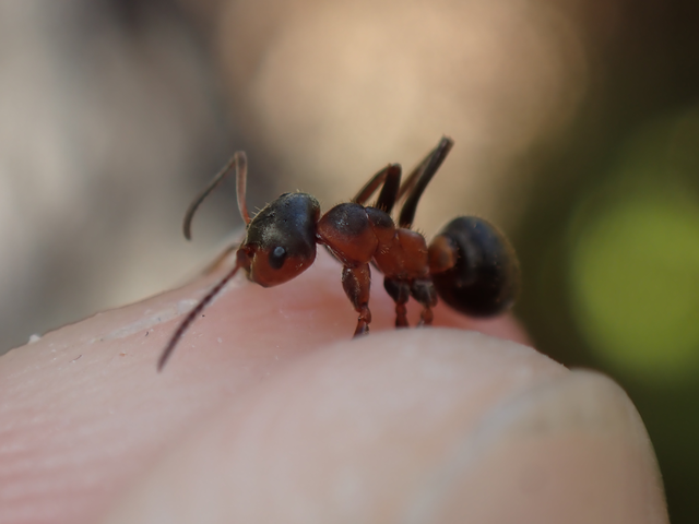 Formica pratensis - réti vöröshangya