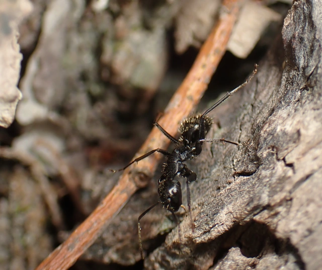 Camponotus vagus - fekete lóhangya