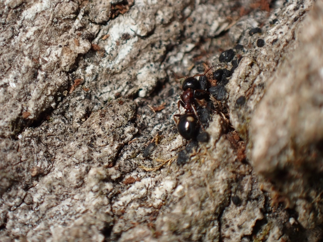 Dolichoderus quadripunctatus - négypettyes erdeihangya