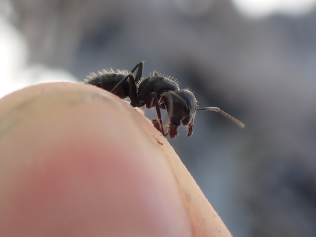 Camponotus vagus - fekete lóhangya