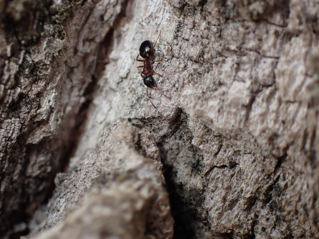 Dolichoderus quadripunctatus - négypettyes erdeihangya