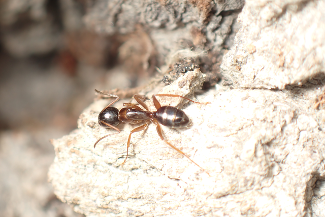 Camponotus fallax - ligeti lóhangya