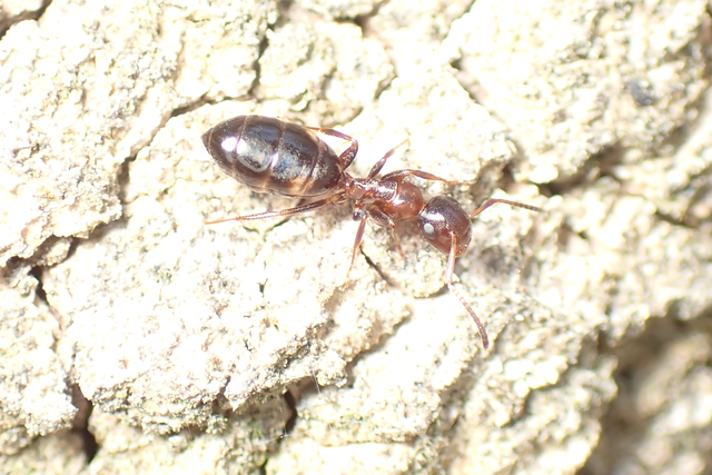 Colobopsis truncata - kapushangya