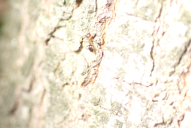 Lasius brunneus - rozsdáshátú feketehangya