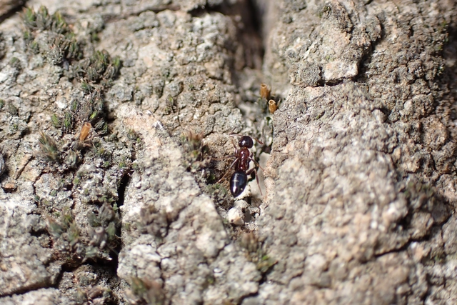 Colobopsis truncata - kapushangya