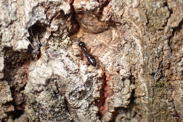 Camponotus fallax - ligeti lóhangya