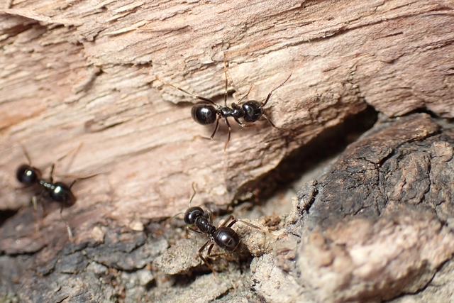 Lasius fuliginosus - kartonépítő fahangya