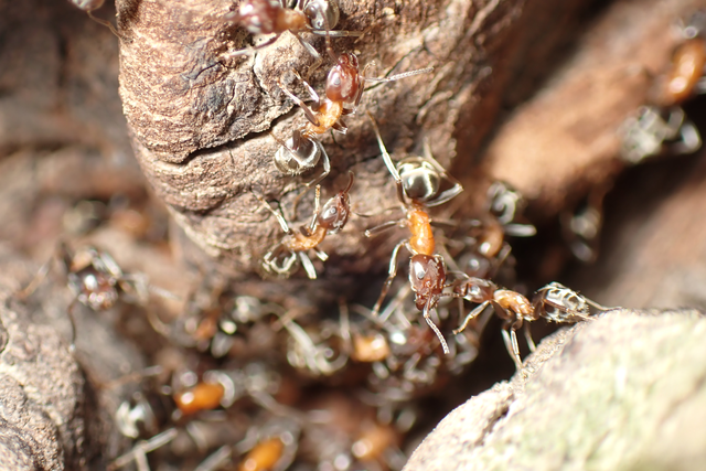 Liometopum microcephalum - tölgyfahangya