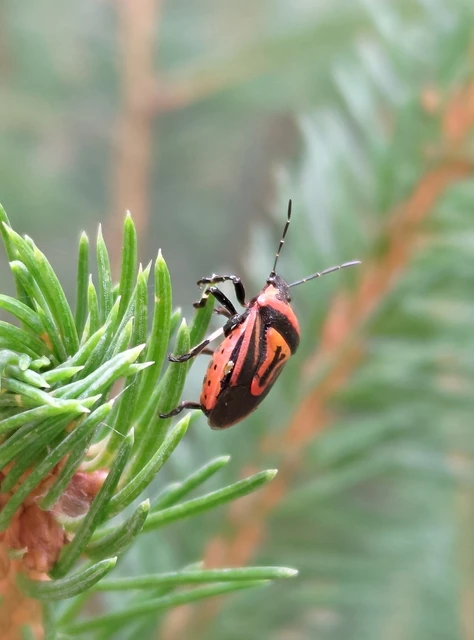Perillus bioculatus