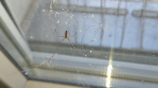 Pholcidae - álkaszáspókok