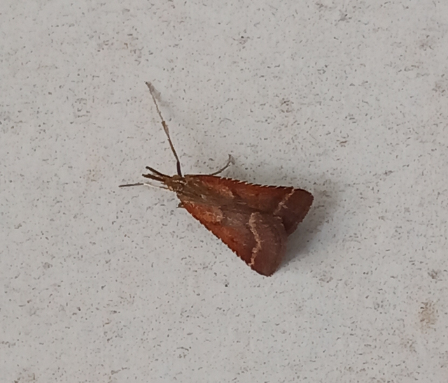 Synaphe punctalis - hosszúlábú fényilonca