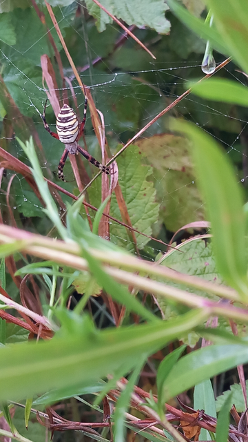 Argiope bruennichi - darázspók