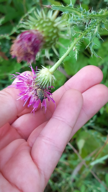 Larinus turbinatus - kúposorrú púderbarkó