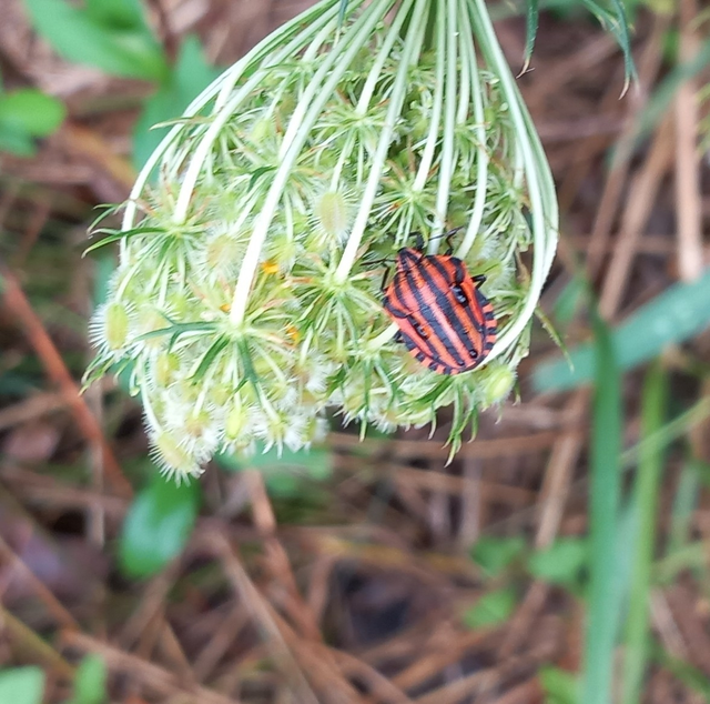 Graphosoma italicum - csíkos pajzsospoloska