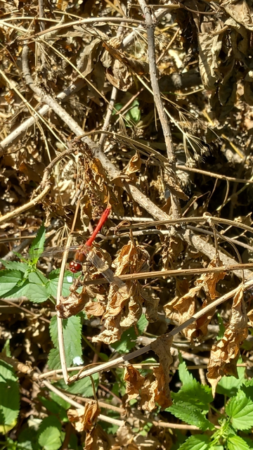 Sympetrum sanguineum - vörös katona-szitakötő