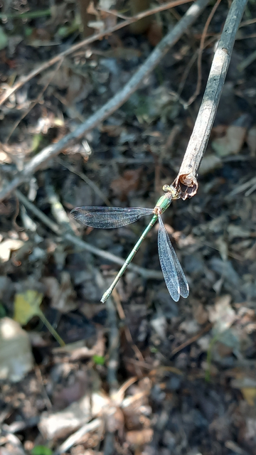 Chalcolestes viridis/parvidens