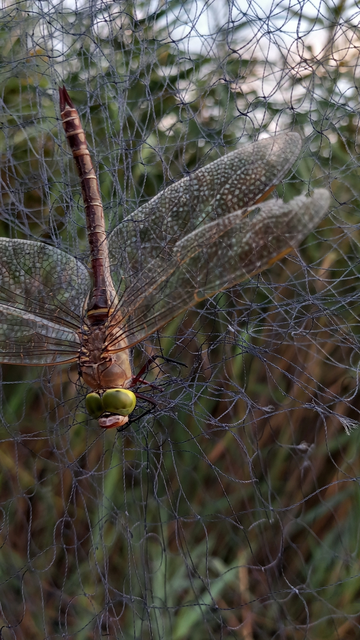 Anax parthenope - barna óriásacsa