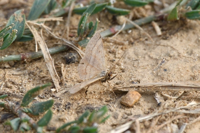 Scopula rubiginata - réti pirosaraszoló