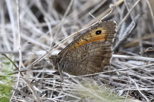 Arethusana arethusa - közönséges szemeslepke