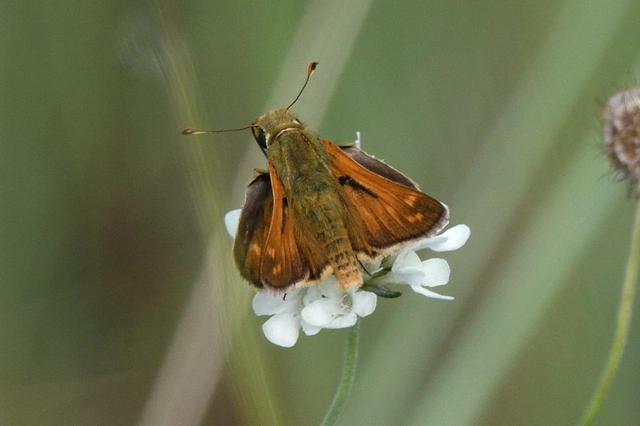 Hesperia comma - vesszős busalepke