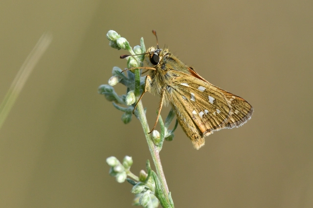 Hesperia comma - vesszős busalepke