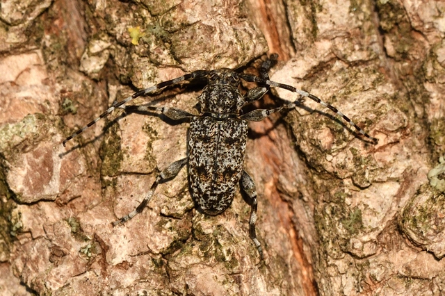 Aegomorphus clavipes - tarka cincér Aegomorphus clavipes - tarka cincér