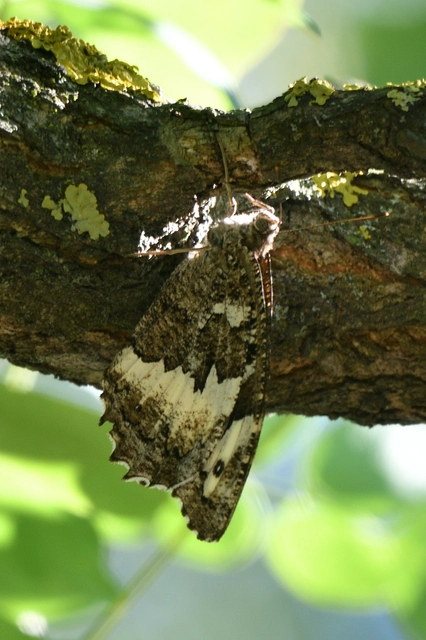 Brintesia circe - fehéröves szemeslepke