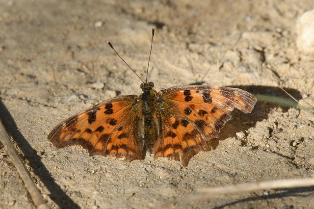 Nymphalis c-album - C-betűs lepke