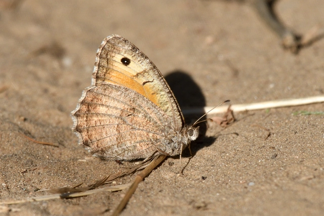 Arethusana arethusa - közönséges szemeslepke
