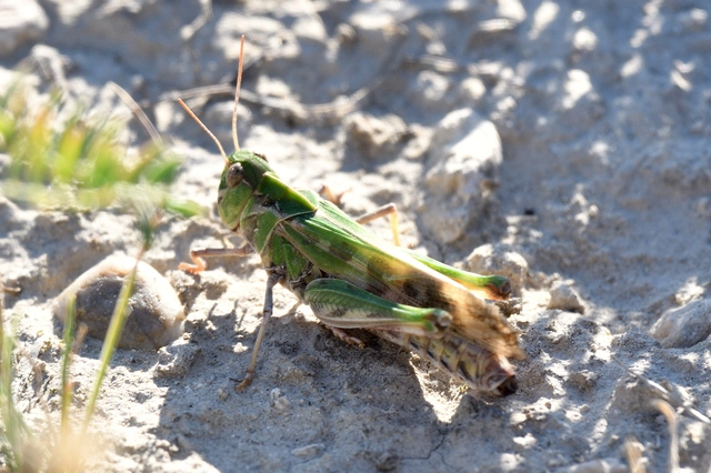 Oedaleus decorus - szalagos sáska