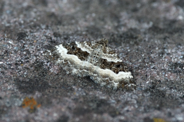 Epirrhoe alternata - galaj-tarkaaraszoló