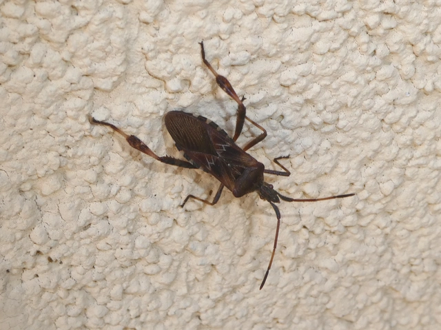 Leptoglossus occidentalis - nyugati levéllábú poloska Leptoglossus occidentalis - nyugati levéllábú poloska