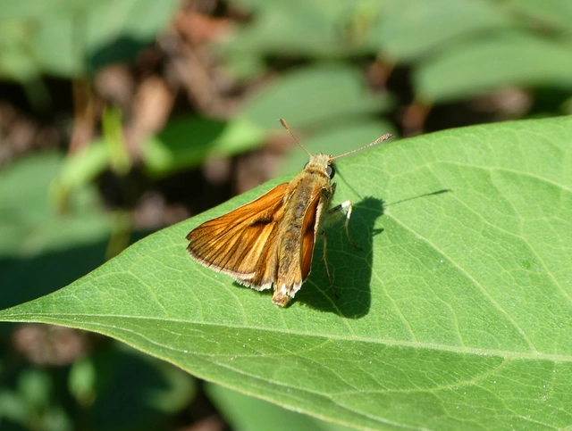 Ochlodes sylvanus - erdei busalepke