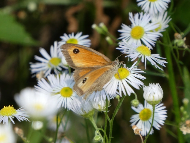 Pyronia tithonus - kis ökörszemlepke